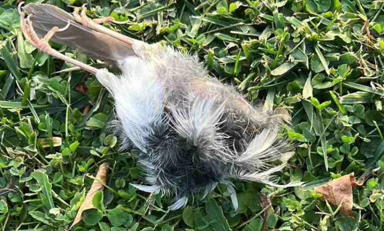 Volatili uccisi e caduti nella propria abitazione