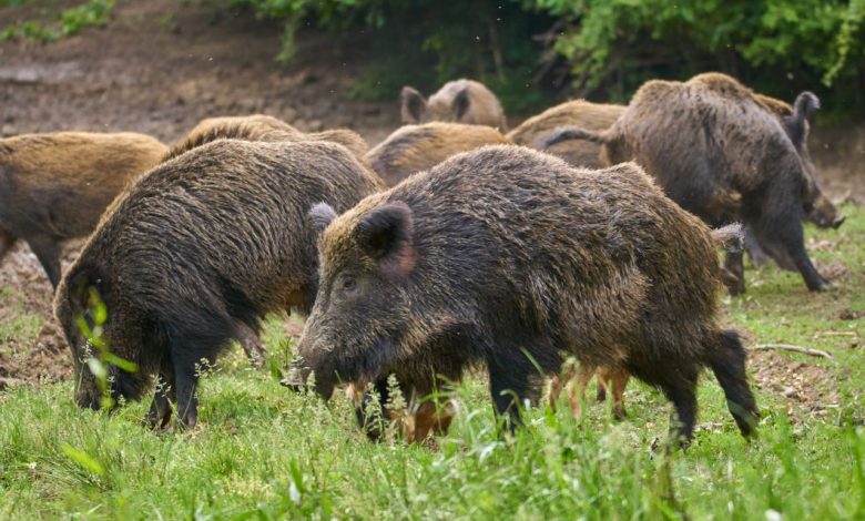 Emergenza cinghiali in Puglia nei campi agricoli