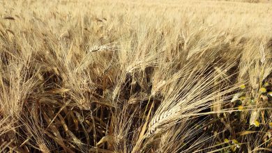 Grano Coldiretti Puglia raccolta campo agricolo