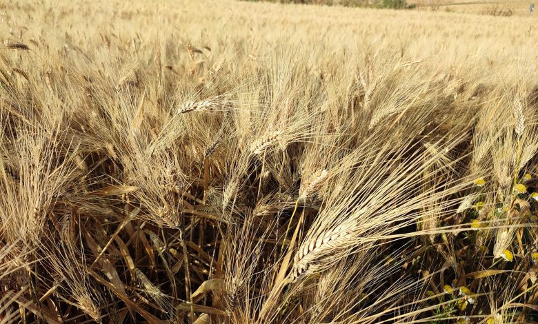 Grano Coldiretti Puglia raccolta campo agricolo
