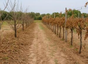 Danni ai campi coltivati dopo le gelate in Puglia