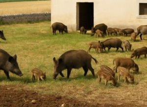 Cinghiali ad Altamura assediano un agriturismo vicino al Parco dell’Alta Murgia
