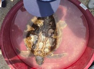 Tartarughe marine salvate da Plastic Free liberate nel mare di Castro