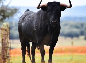 Toro in autostrada sulla A14 tra Mottola e Taranto durante intervento notturno