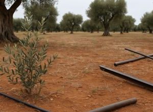 Uliveto danneggiato dai furti di ulivi resistenti alla Xylella nel Salento