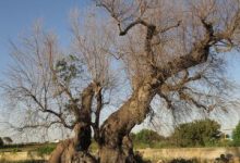 misure obbligatorie contro il vettore Xylella