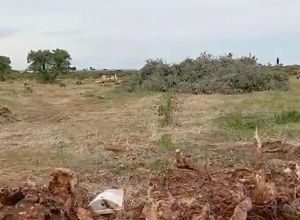 Ulivi secolari espiantati a Bitonto per impianto fotovoltaico