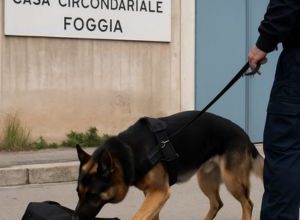 cane antidroga scopre droga carcere Foggia