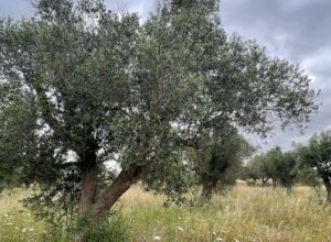 ulivi resilienti in Salento monitorati dal Parco delle Dune Costiere