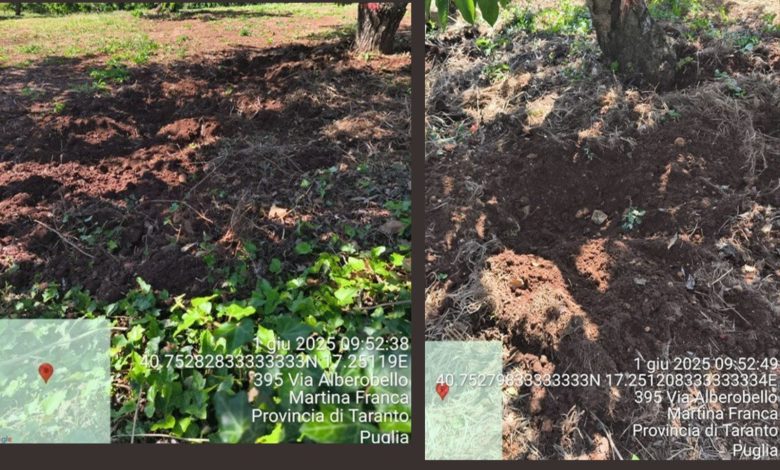 Branco di cinghiali a Martina Franca in un ciliegeto devastato