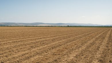 Campi agricoli aridi colpiti dalla siccità in Capitanata