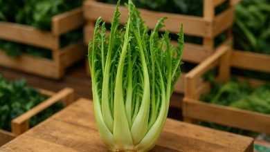 Cespo fresco di Cicoria Puntarelle Molfettese in esposizione al mercato locale