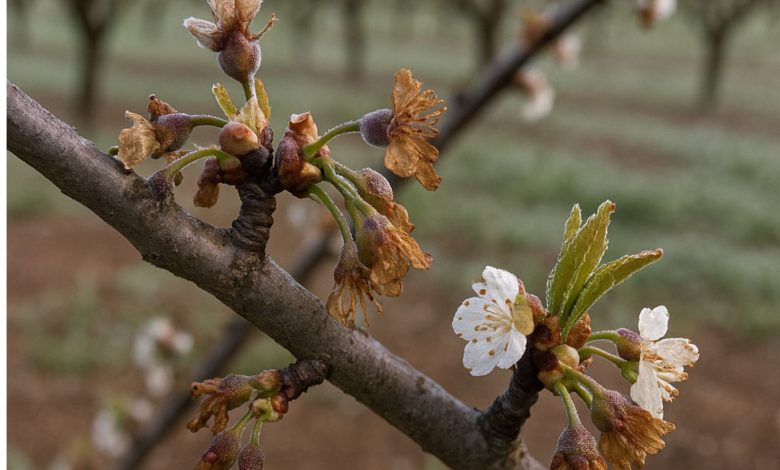 Danni ai ciliegi causati dalle gelate in Puglia 2025 nei campi agricoli del barese