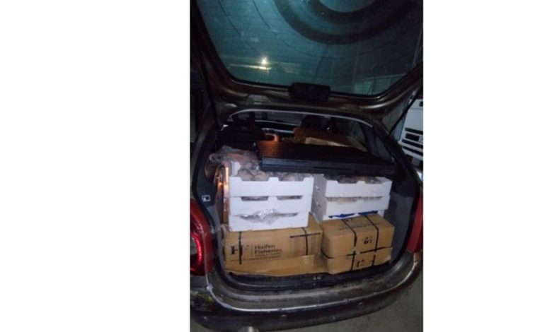 Guardia Costiera sequestra pesce senza tracciabilità a Barletta durante controllo notturno