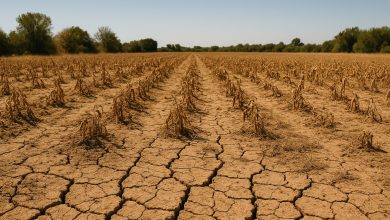 Paesaggio agricolo colpito dalla desertificazione in Puglia