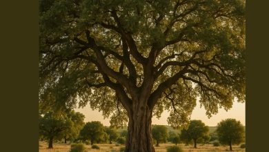 Roverella tra gli alberi monumentali in Puglia riconosciuti dal Masaf