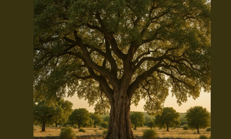 Roverella tra gli alberi monumentali in Puglia riconosciuti dal Masaf