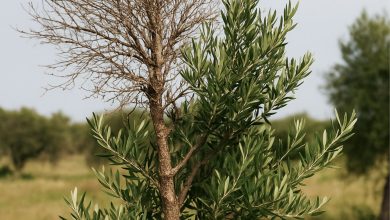 Ulivi infetti da Xylella a Cagnano Varano in Puglia durante il monitoraggio fitosanitario