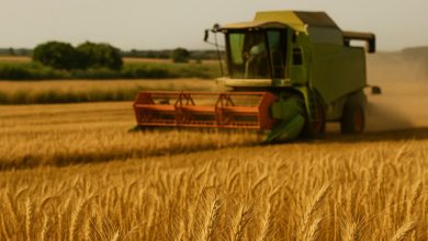 Campo di grano in Puglia durante la raccolta, crisi del prezzo del grano in Puglia