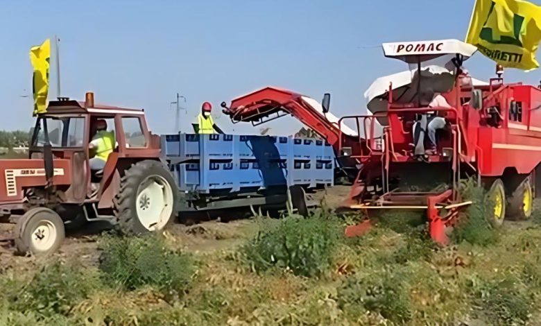 Raccolta pomodoro in Puglia durante la siccità estiva del 2025