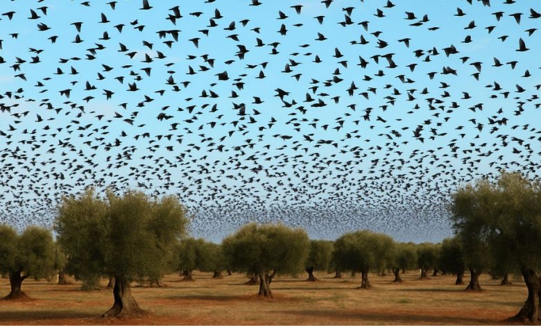 Stormi di storni sorvolano uliveti pugliesi emergenza fauna selvatica in Puglia