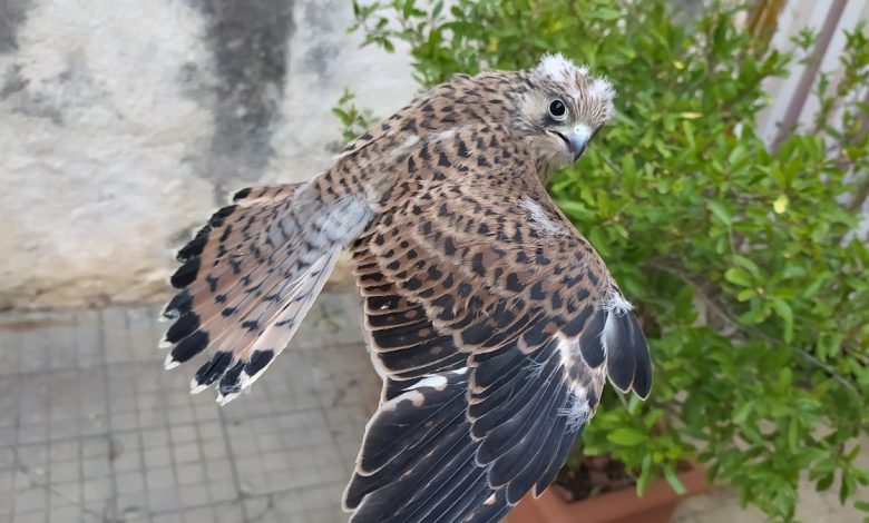 rilascio falchi grillai in natura a Francavilla Fontana