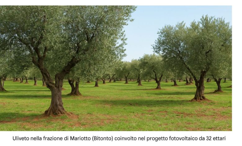 uliveto interessato dal progetto fotovoltaico a Bitonto