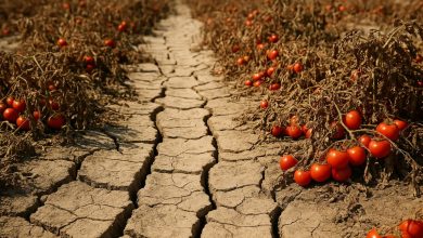 Siccità in Puglia raccolto pomodoro ridotto del 30% Coldiretti