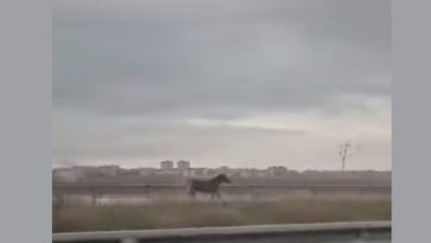cavallo al trotto accanto a un’auto sulla provinciale a Foggia