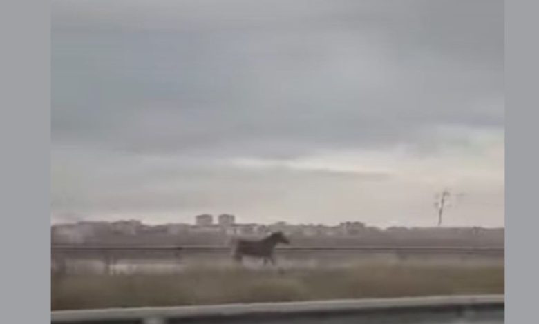 cavallo al trotto accanto a un’auto sulla provinciale a Foggia