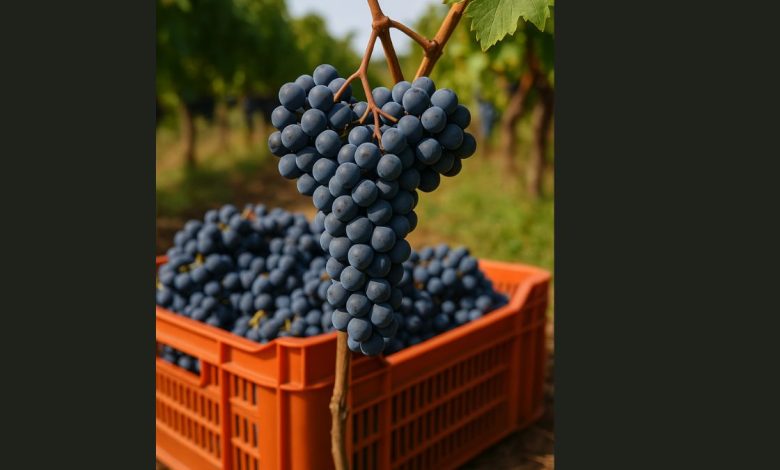 grappoli di uva Primitivo durante la vendemmia in Puglia