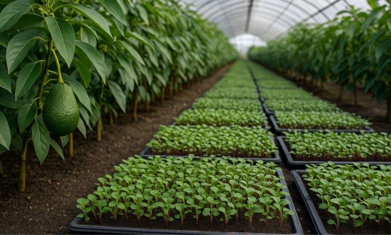 coltivazioni di frutti tropicali in Puglia come avocado e microgreen esotici