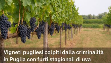 vigneti pugliesi colpiti dalla criminalità in Puglia con furti stagionali di uva.