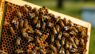 Apicoltura in Puglia con alveari e produzione di miele Made in Italy