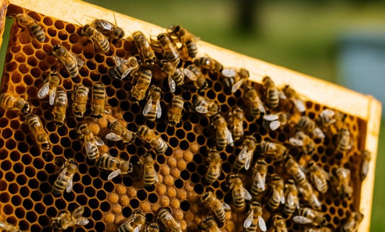 Apicoltura in Puglia con alveari e produzione di miele Made in Italy