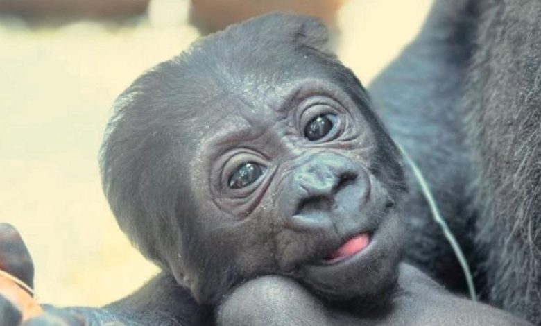 Cucciolo di gorilla nato allo Zoo Safari di Fasano con la madre