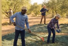 Uliveto pugliese o raccolta delle olive