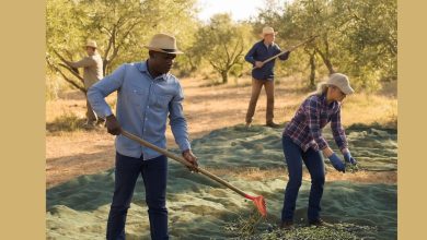 Uliveto pugliese o raccolta delle olive