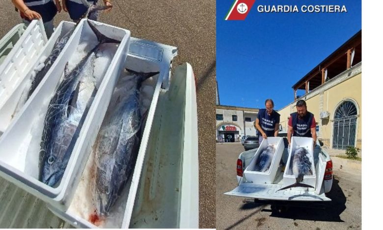 Sequestro tonno rosso Guardia Costiera a Lecce