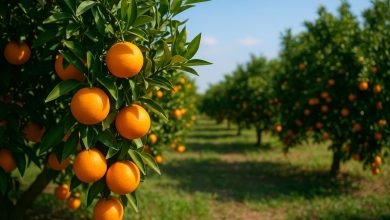 agrumi import Sudafrica Mercosur Coldiretti Puglia denuncia