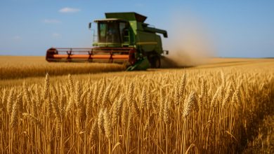 campo di grano duro e raccolta prezzi grano duro