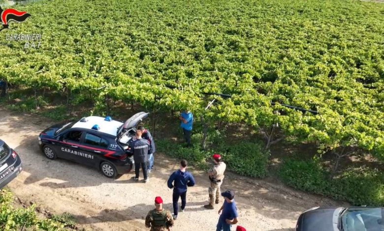 controlli sul lavoro in nero in campagna a San Ferdinando e Trinitapoli