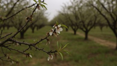 mandorle in Puglia colpite dalle gelate di marzo 2025