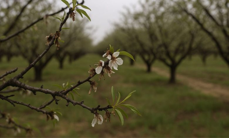 mandorle in Puglia colpite dalle gelate di marzo 2025