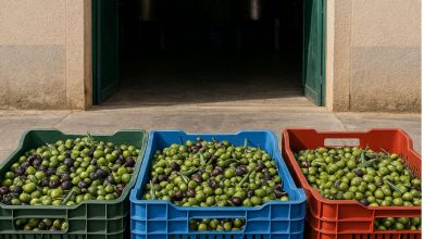 registrazione consegne olive nei frantoi pugliesi per tutela Made in Italy