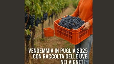 vendemmia in Puglia 2025 con raccolta delle uve nei vigneti