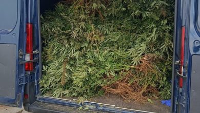 piantagione di marijuana a Brindisi scoperta dai Carabinieri durante perquisizione in campagna