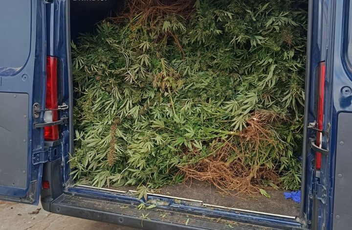 piantagione di marijuana a Brindisi scoperta dai Carabinieri durante perquisizione in campagna
