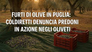 Furti di olive in Puglia durante la raccolta negli oliveti