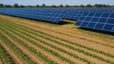 Fotovoltaico a terra in Puglia con consumo di suolo agricolo